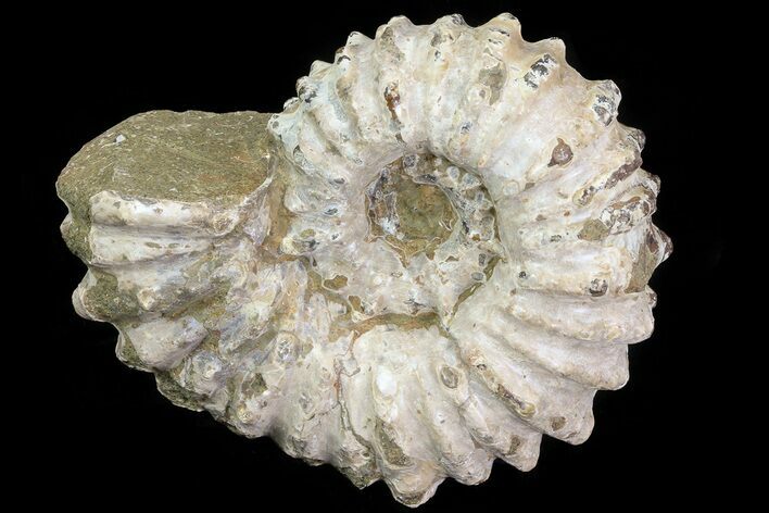 Bumpy Douvilleiceras Ammonite - Madagascar #79107